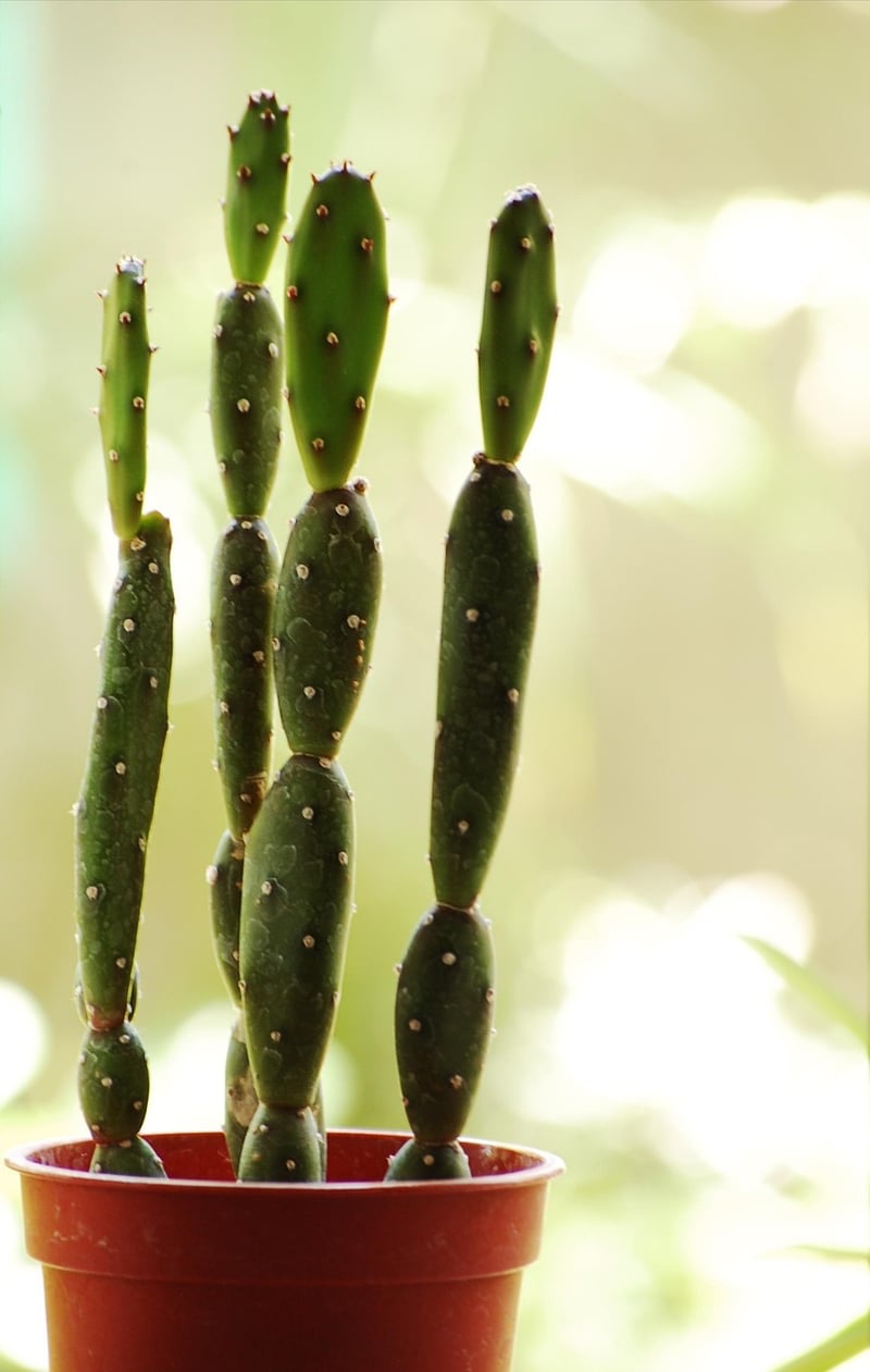 Indoor Vertical Gardens